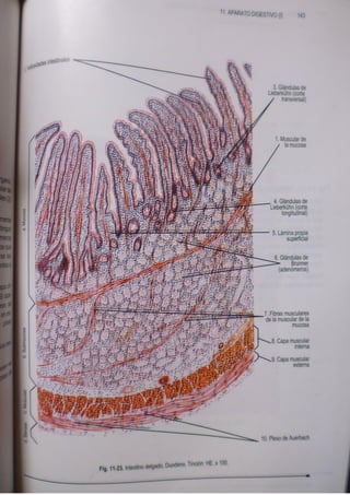 Histologia normal de difiore