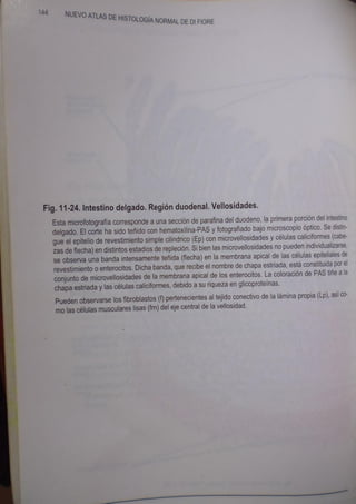 Histologia normal de difiore