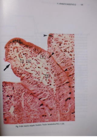 Histologia normal de difiore