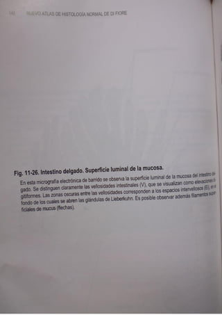 Histologia normal de difiore