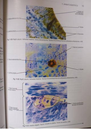 Histologia normal de difiore