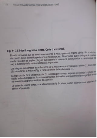 Histologia normal de difiore