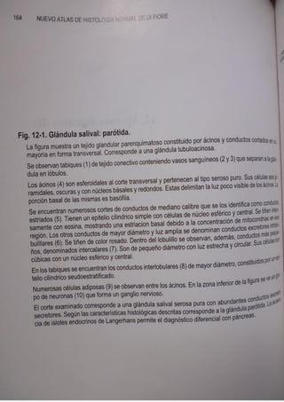 Histologia normal de difiore