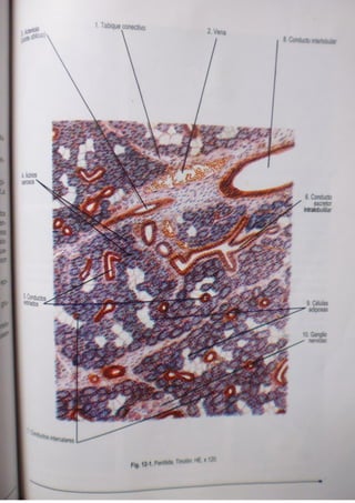 Histologia normal de difiore
