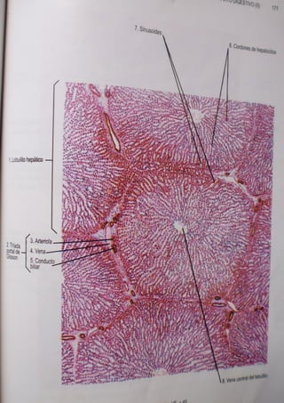 Histologia normal de difiore