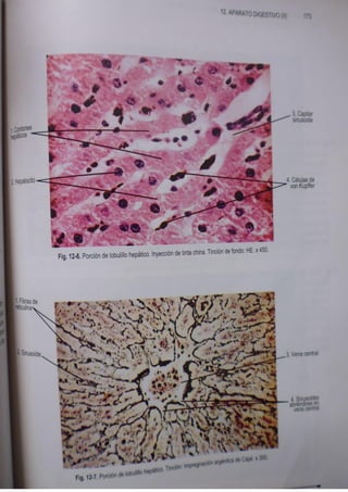 Histologia normal de difiore