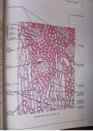 Histologia normal de difiore