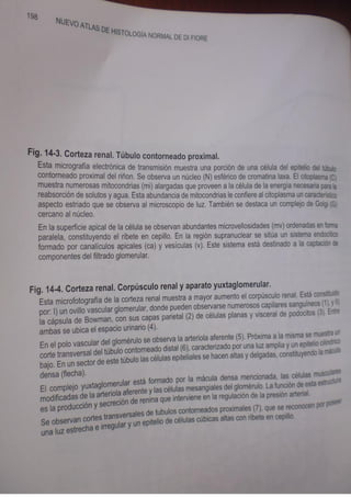 Histologia normal de difiore