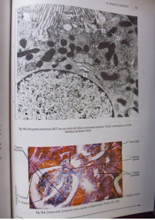 Histologia normal de difiore