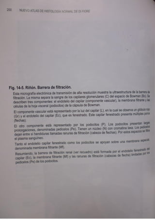 Histologia normal de difiore