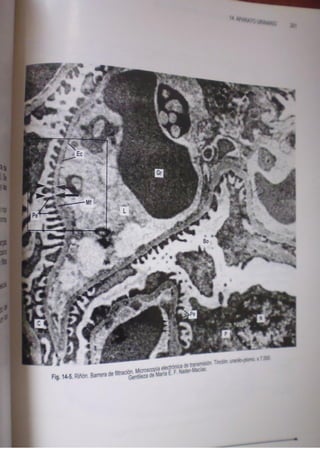 Histologia normal de difiore