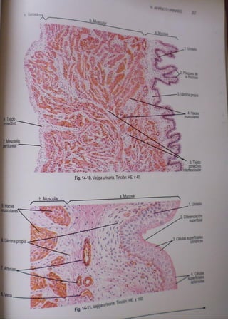 Histologia normal de difiore