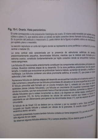 Histologia normal de difiore