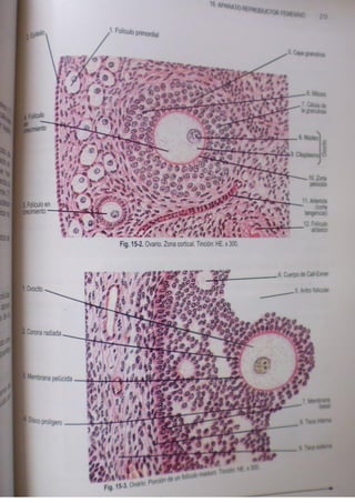 Histologia normal de difiore