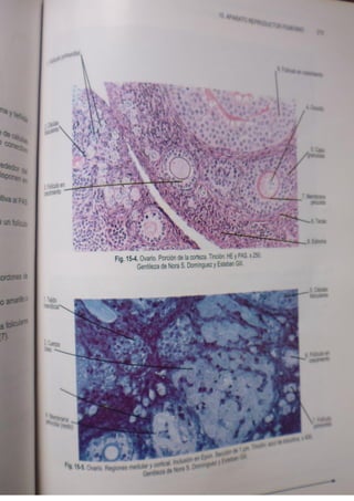 Histologia normal de difiore