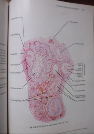 Histologia normal de difiore