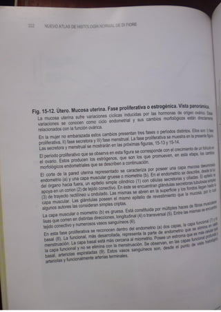 Histologia normal de difiore