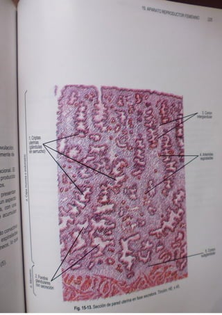 Histologia normal de difiore