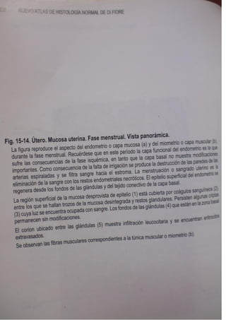 Histologia normal de difiore