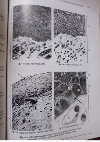 Histologia normal de difiore