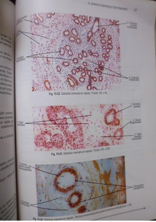 Histologia normal de difiore