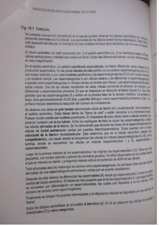 Histologia normal de difiore