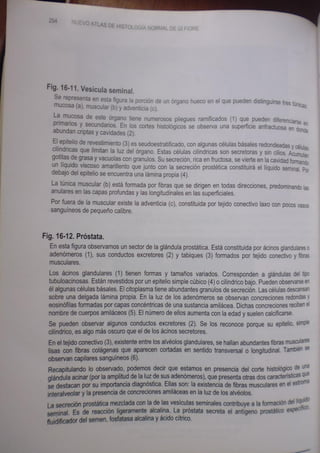 Histologia normal de difiore