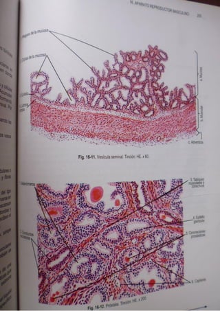 Histologia normal de difiore