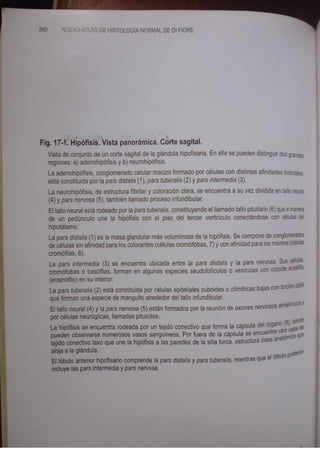 Histologia normal de difiore