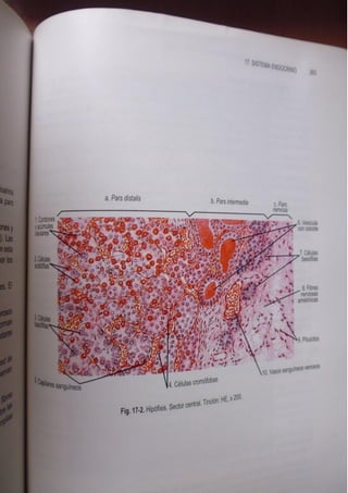 Histologia normal de difiore