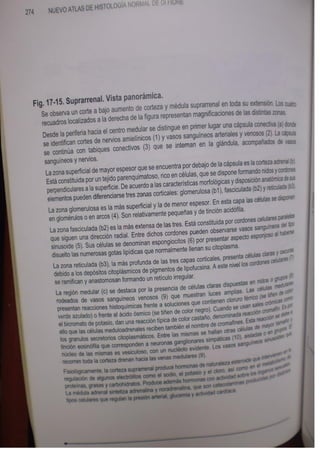 Histologia normal de difiore