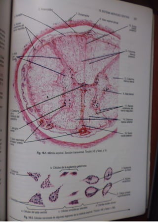 Histologia normal de difiore