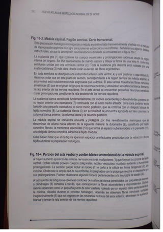 Histologia normal de difiore