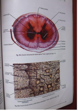 Histologia normal de difiore