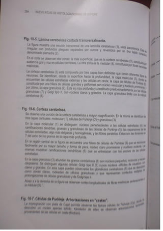 Histologia normal de difiore