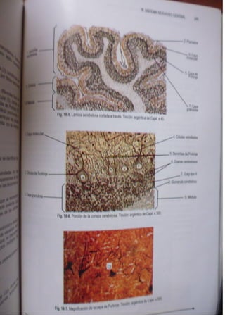 Histologia normal de difiore