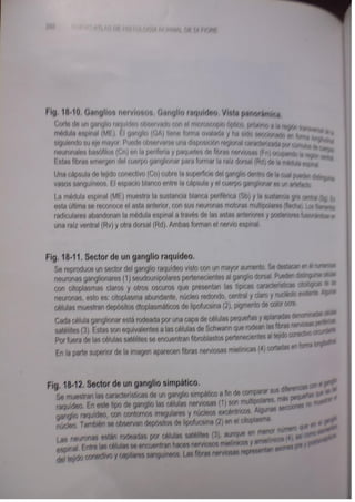 Histologia normal de difiore