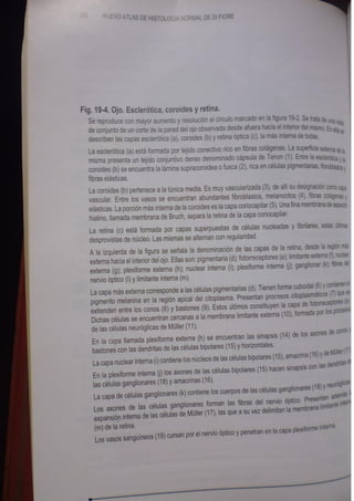 Histologia normal de difiore