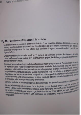 Histologia normal de difiore