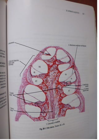 Histologia normal de difiore