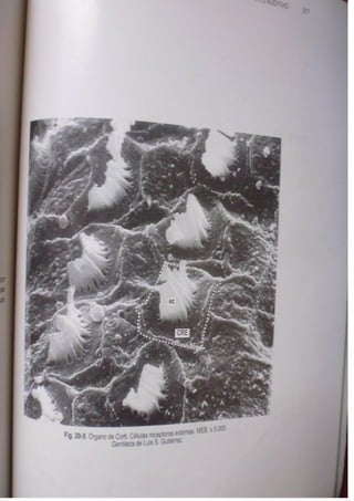 Histologia normal de difiore