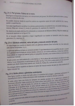 Histologia normal de difiore