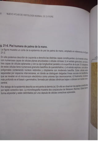 Histologia normal de difiore