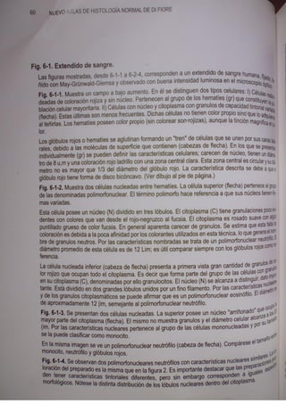 Histologia normal de difiore