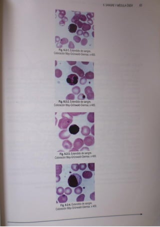 Histologia normal de difiore