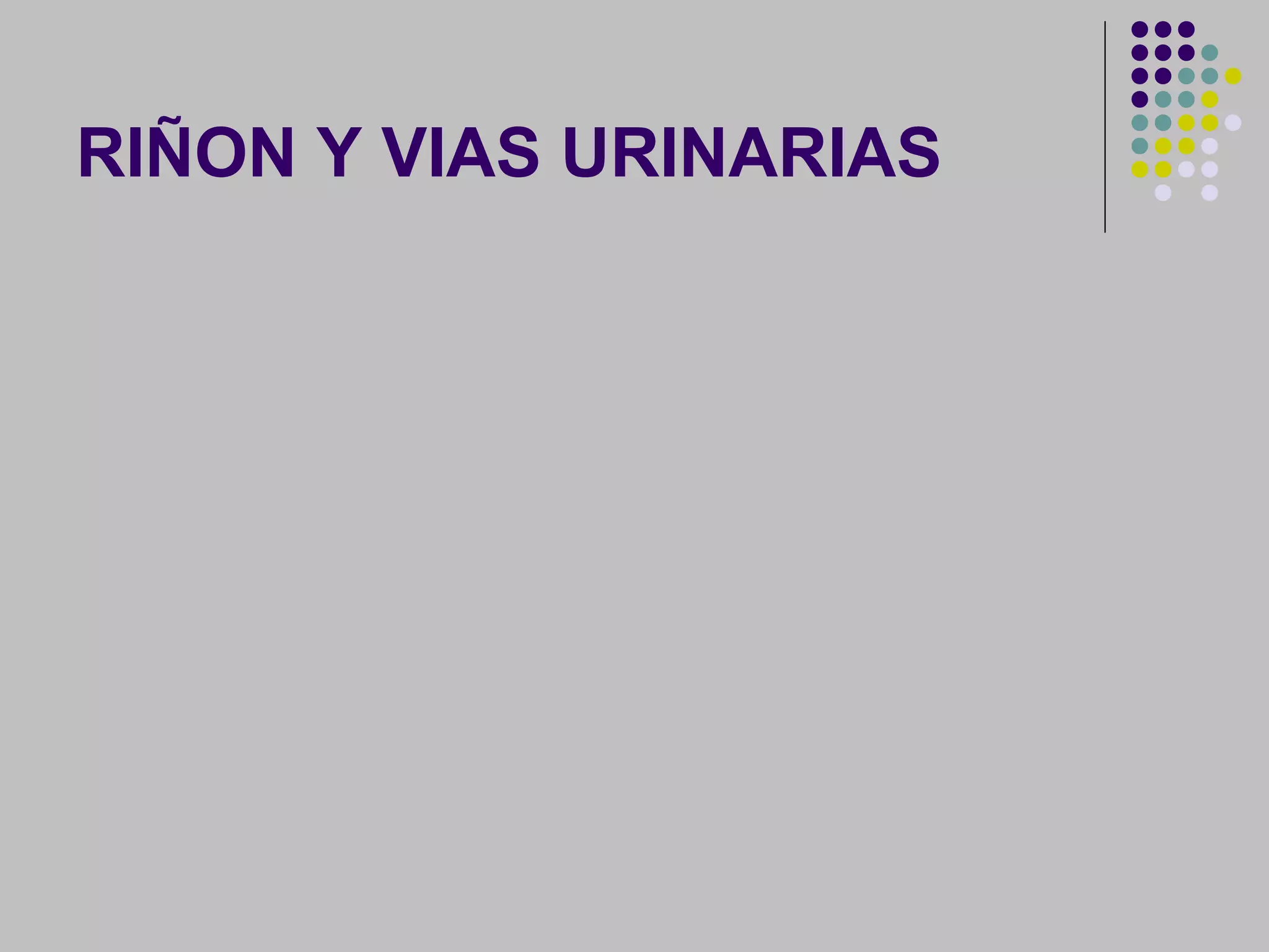 Histologia normal de riñon y vias urinarias | PPT
