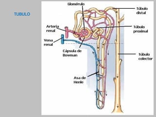 Histologia normal de riñon y vias urinarias