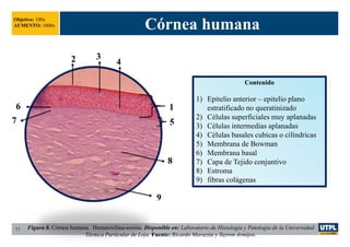 Córnea humana
11
Contenido
1) Epitelio anterior – epitelio plano
estratificado no queratinizado
2) Células superficiales muy aplanadas
3) Células intermedias aplanadas
4) Células basales cubicas o cilíndricas
5) Membrana de Bowman
6) Membrana basal
7) Capa de Tejido conjuntivo
8) Estroma
9) fibras colágenas
Objetivo: 100x
AUMENTO: 1000x
2 3
5
6
9
8
1
4
7
Figura 8. Córnea humana. Hematoxilina-eosina. Disponible en: Laboratorio de Histología y Patología de la Universidad
Técnica Particular de Loja. Fuente: Ricardo Marazita y Tayron Armijos.
 