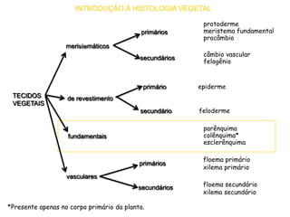 Protoderme Vegetal Biosfera em Foco | PPT