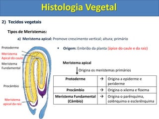 Protoderme Vegetal Biosfera em Foco | PPT